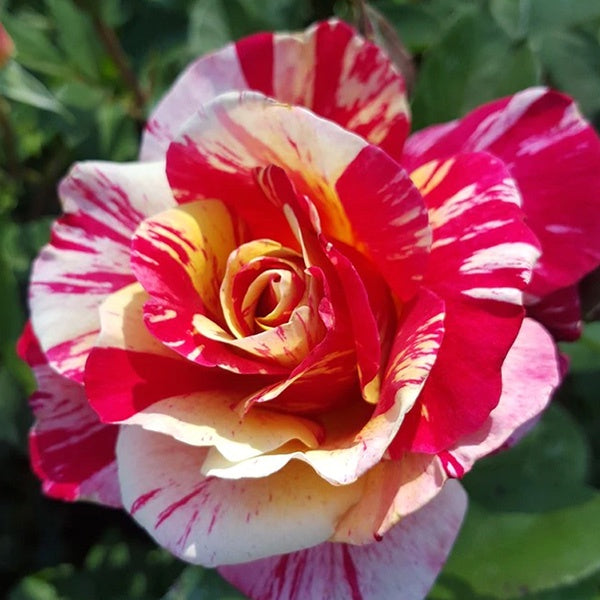 Rose Maurice Utrillo 20cm