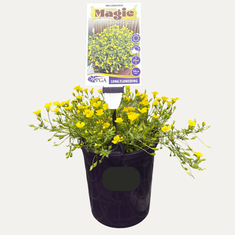 Mecardonia Magic Carpet 14cm