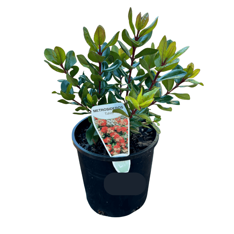 Metrosideros Tahiti 14cm