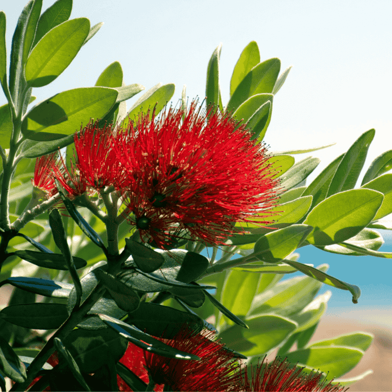 Metrosideros Tahiti 14cm