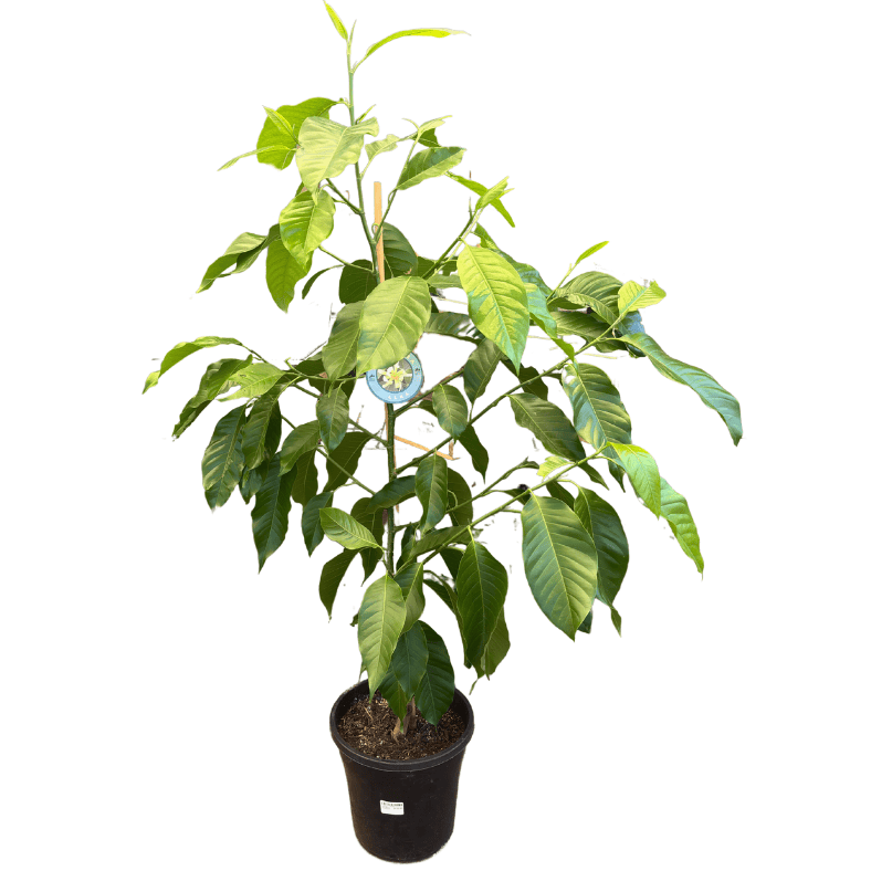 Michelia alba 25cm