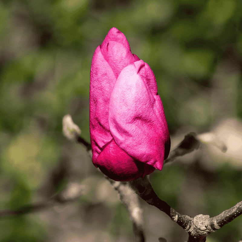 Magnolia 'Vulcan' 25cm
