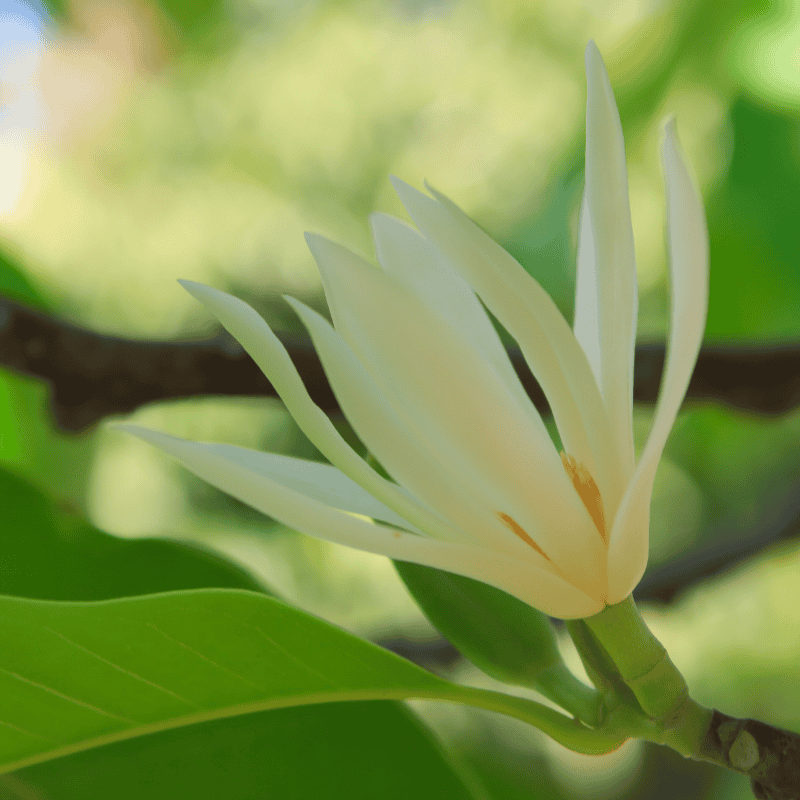 Michelia alba 25cm