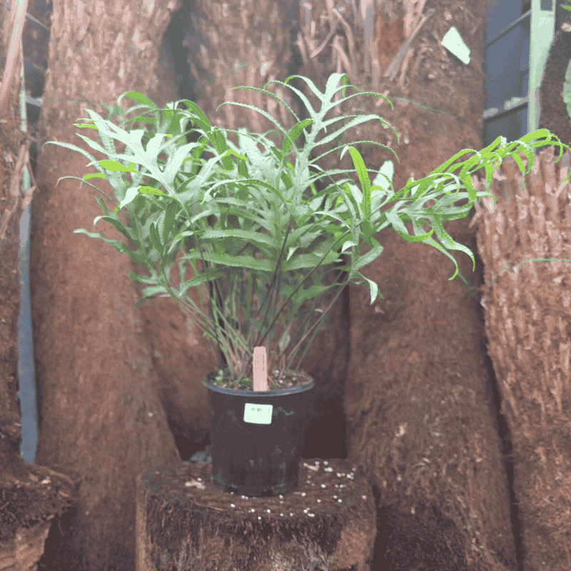 Microsorum diversifolium 18cm