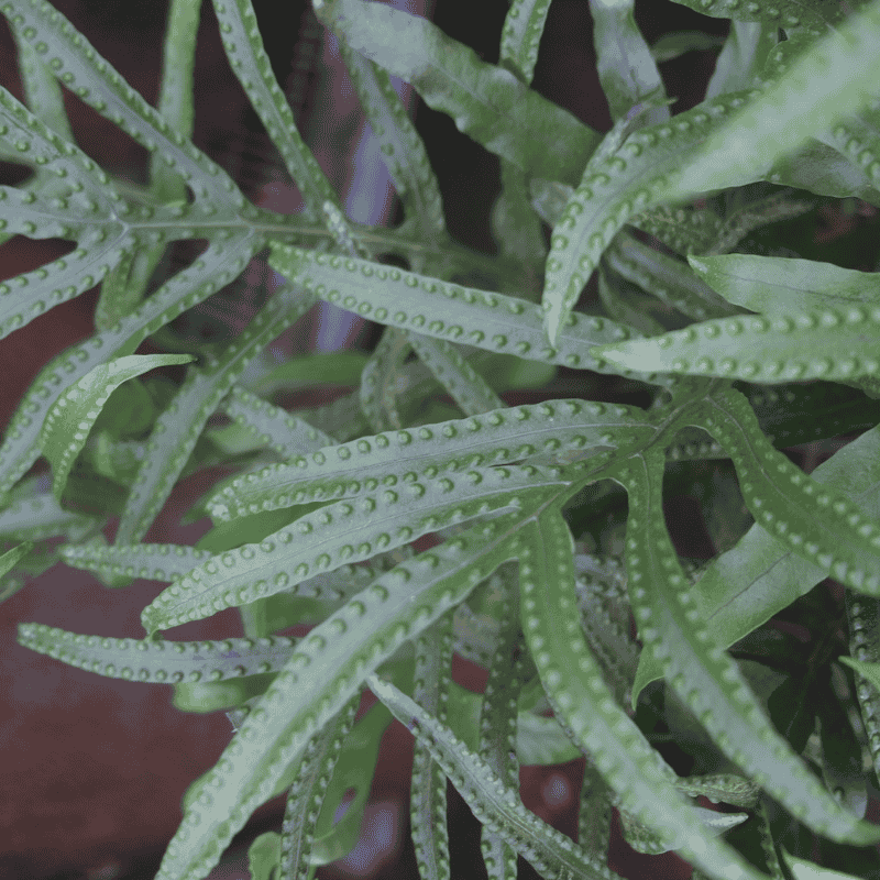 Microsorum diversifolium 18cm