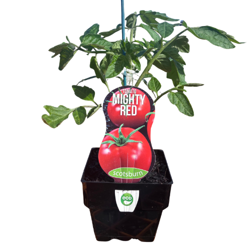 Tomato Mighty Red 10cm