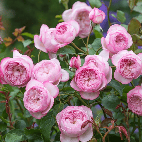 Rose 'Mill on The Floss' 20cm