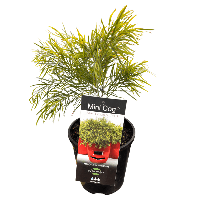Acacia cognata Mini Cog 14cm