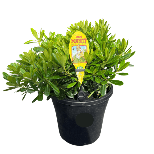 Pittosporum Miss Muffet 17cm