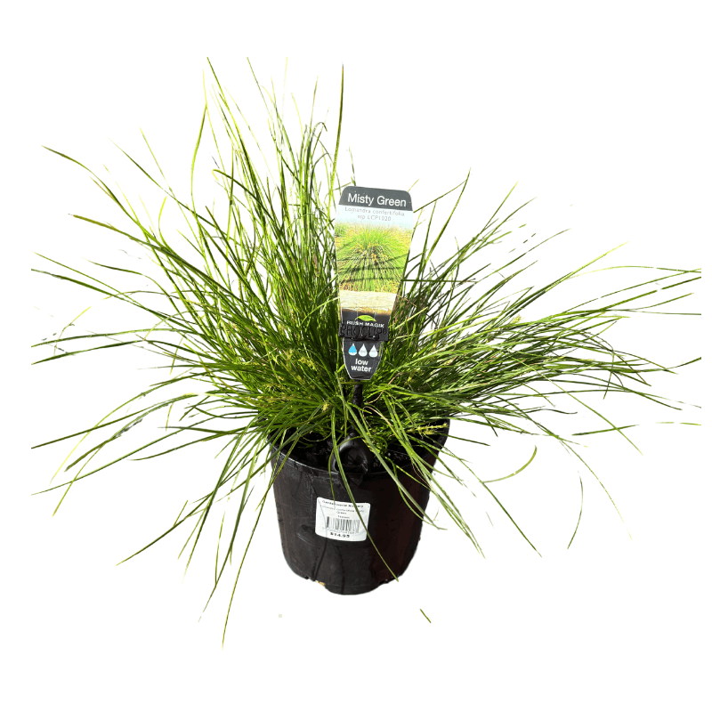Lomandra Misty Green 14cm