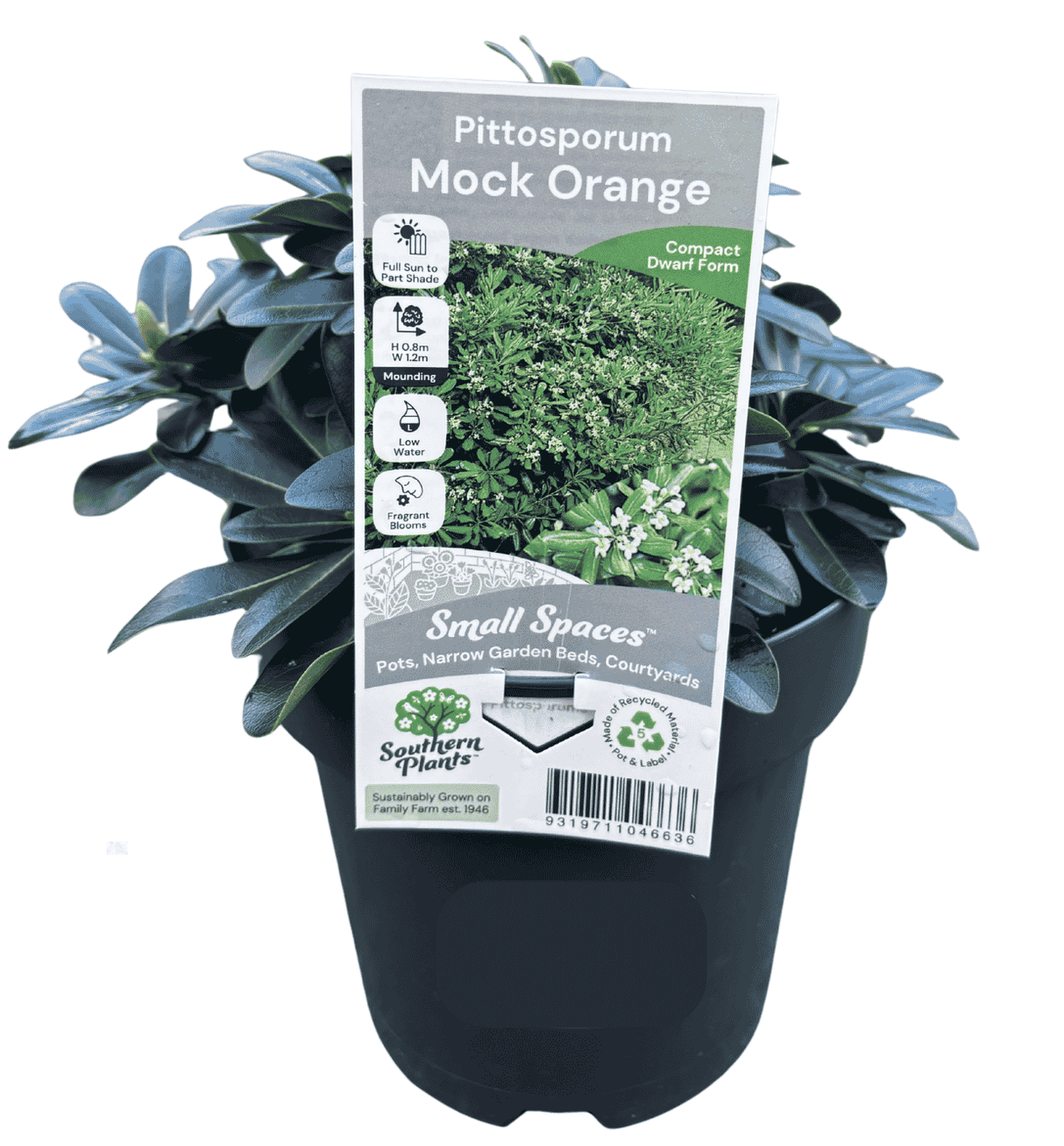 Pittosporum Mock Orange 18cm