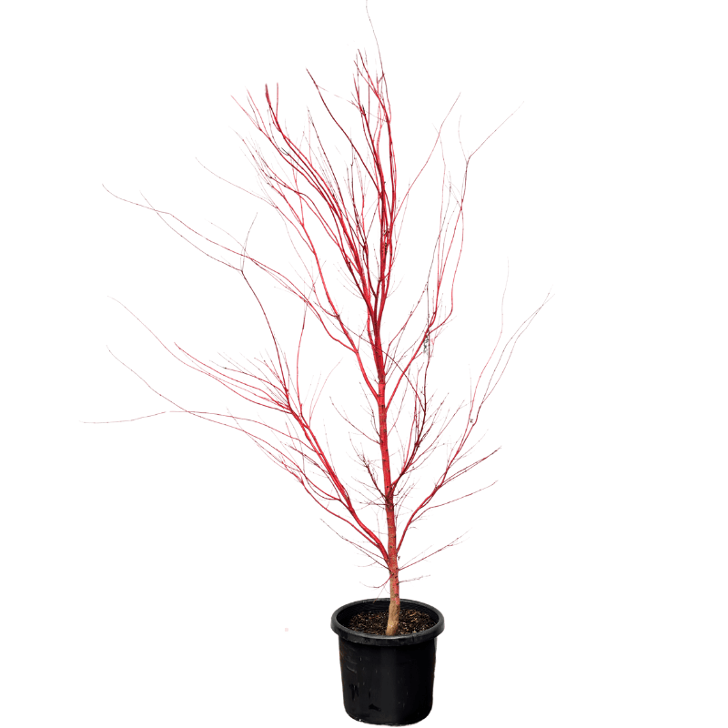 Acer palmatum Senkaki 50cm