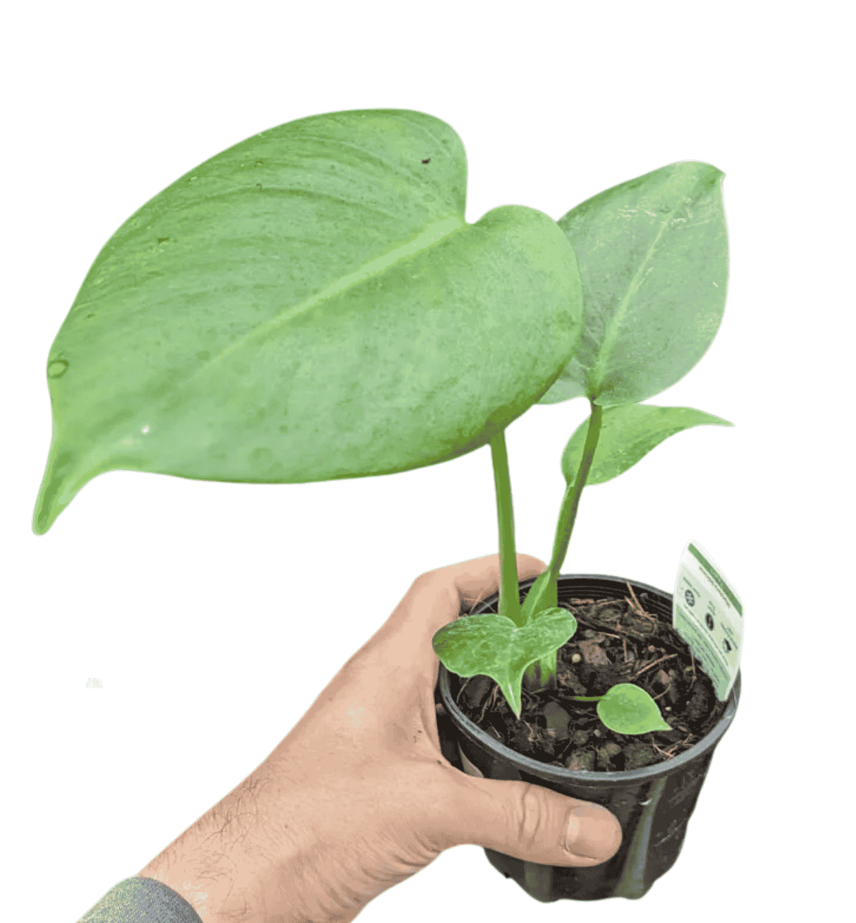 Monstera deliciosa 13cm