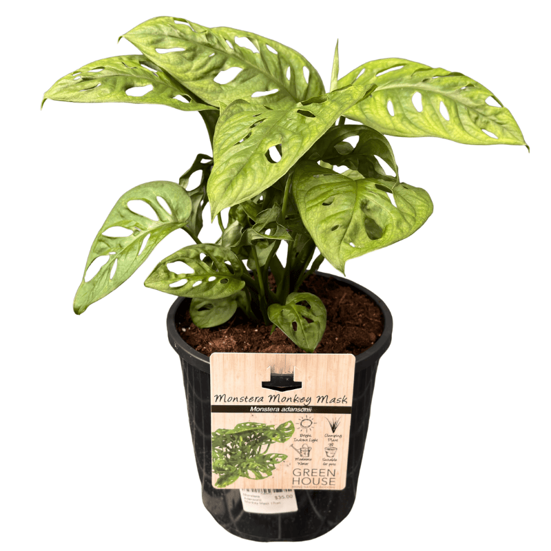 Monstera adansonii - Monkey Mask 17cm