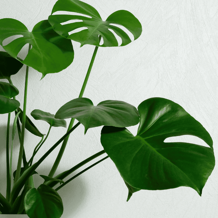 Monstera deliciosa 30cm