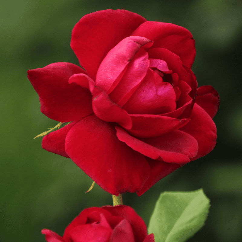 Rose Mr. Lincoln Bush 20cm