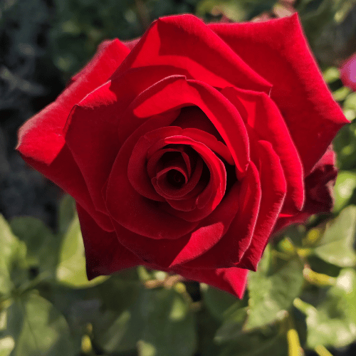 Rose Mr. Lincoln 2ft Standard 25cm