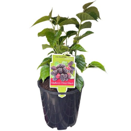 Mulberry Dwarf Morus 18cm