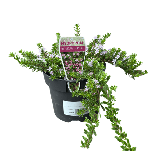 Myoporum parvifolium Pink 14cm