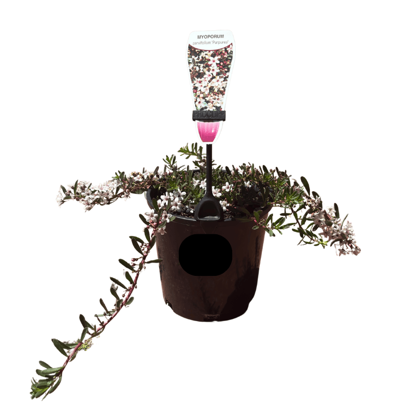 Myoporum parvifolium purpurea 14cm