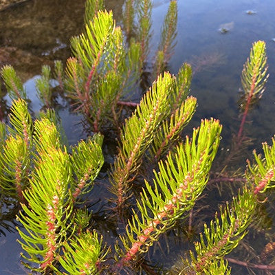 Myriophyllum papillosum Dragonfly 14cm