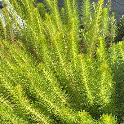 Myriophyllum crispatum 14cm