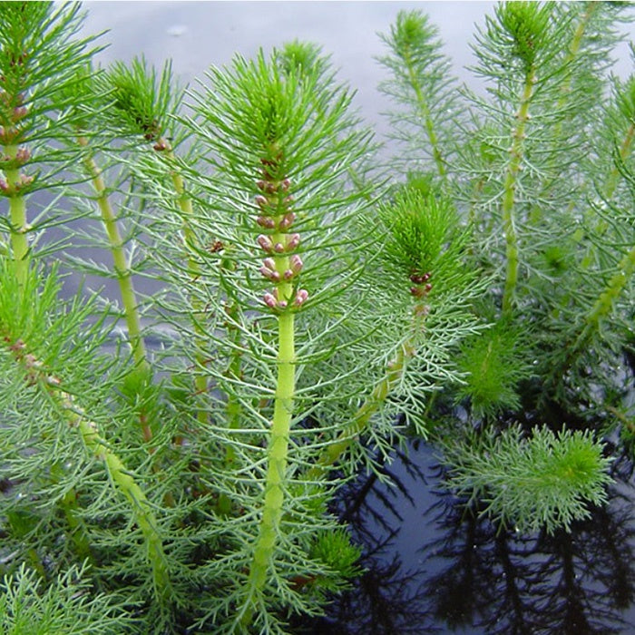Myriophyllum crispatum 12.5cm