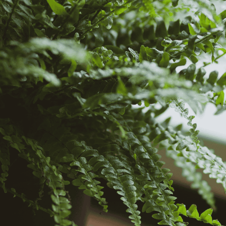 Nephrolepis Assorted - 25cm Basket