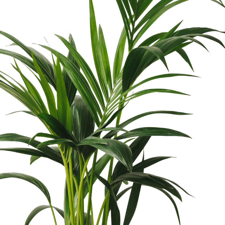 Kentia Palm - Howea forsteriana 30cm