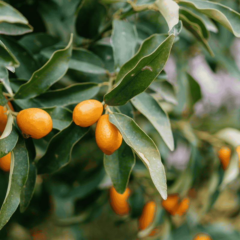 Cumquat Nagami 20cm