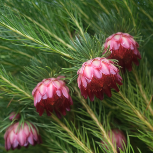 Protea nana Grafted 30cm