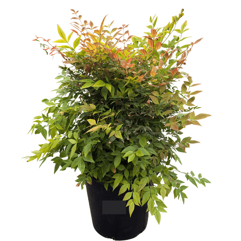 Nandina Gulf Stream 25cm