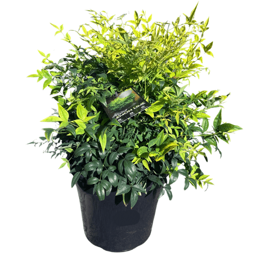 Nandina Lemon and Lime 25cm