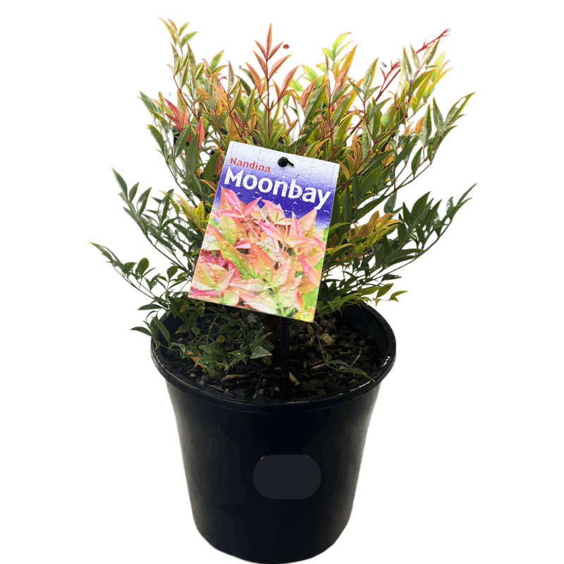 Nandina domestica 'Moon Bay' 20cm