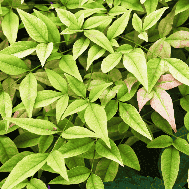 Nandina Magical Lemon Lime 14cm