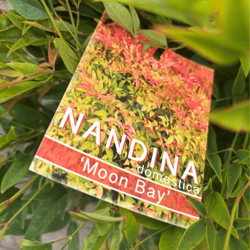 Nandina Moon Bay 33cm