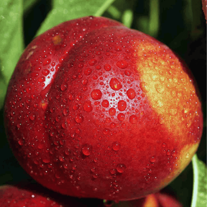 Nectarine 'Flavortop' Dwarf
