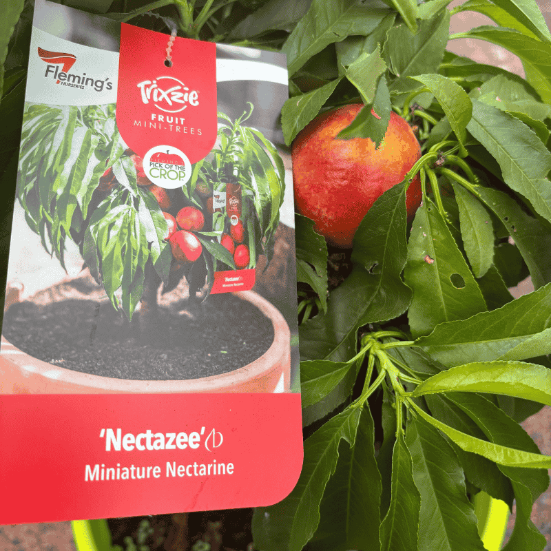 Nectarine Trixzie Nectazee 25cm