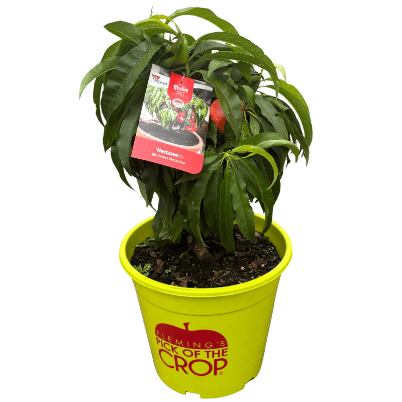 Nectarine Trixzie Nectazee 25cm