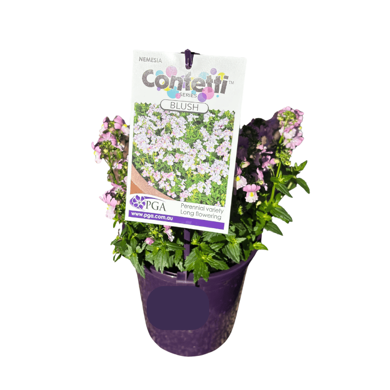 Nemesia Confetti Blush 14cm