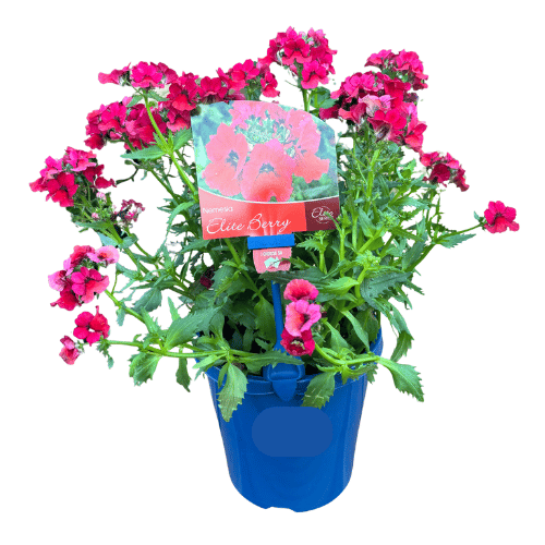 Nemesia Elite Berry 15cm