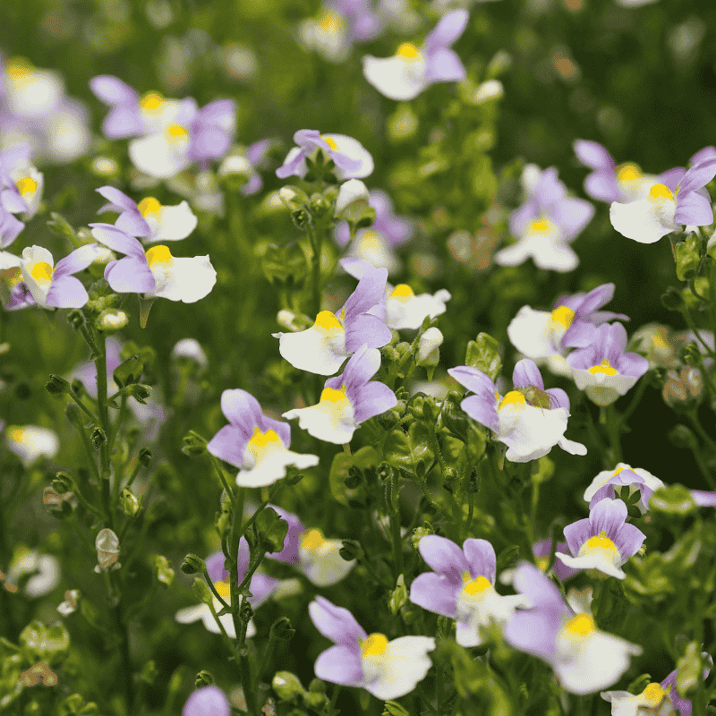 Nemesia Confetti Blush 14cm