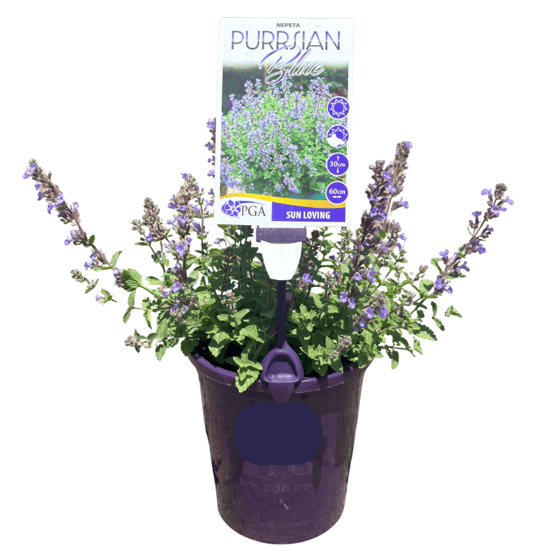 Nepeta Purrsian Blue 14cm