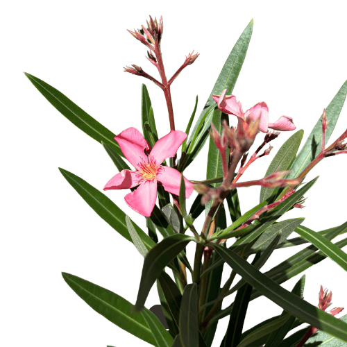 Nerium Mediterranean Rose Isabella 18cm