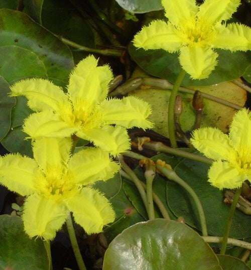 Nymphoides spinulosperma 14cm