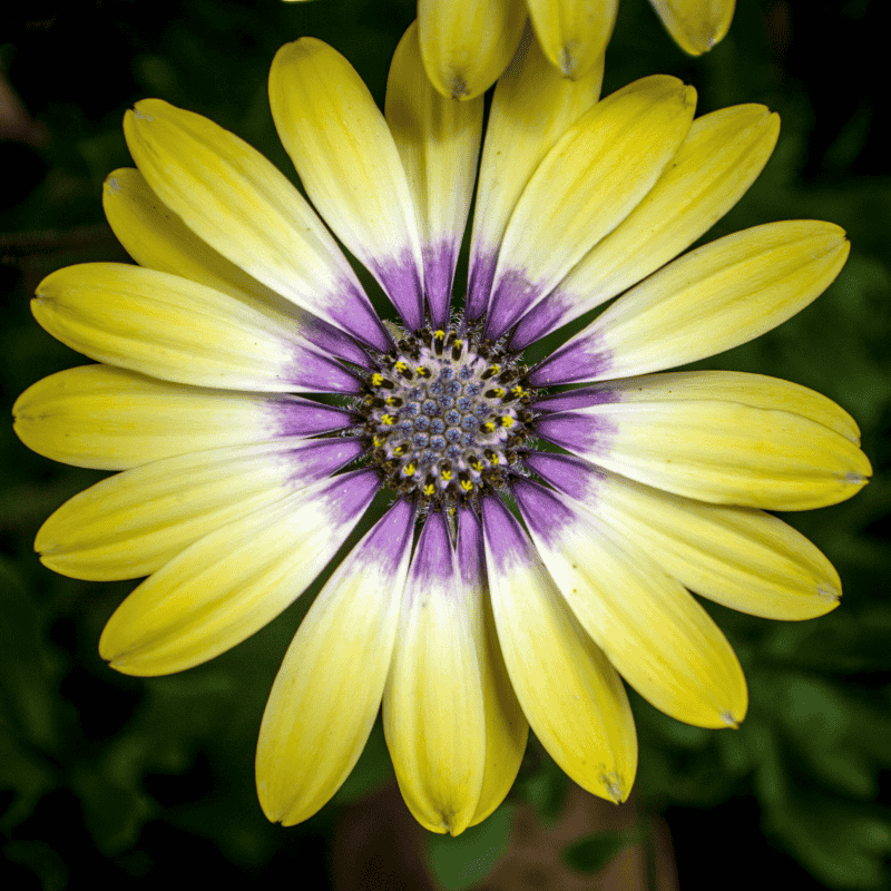 Osteospermum Blue Eye Beauty 14cm