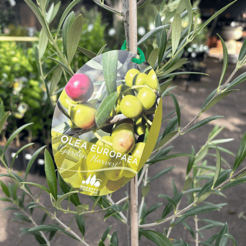 Olea Garden Harvest 25cm