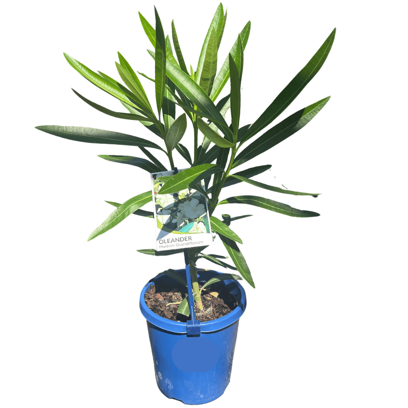 Nerium oleander Double White 15cm