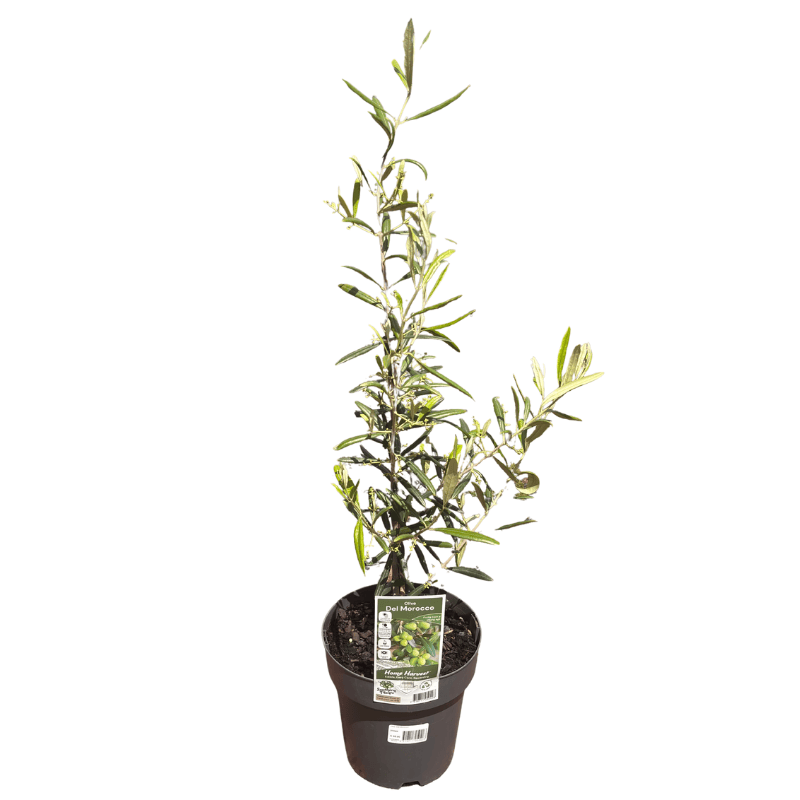 Olive 'Del Morocco' 20cm