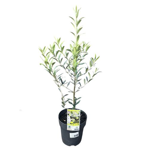 Olea Garden Harvest 20cm
